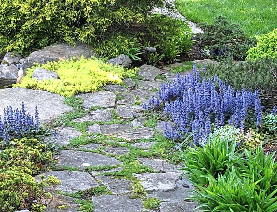 Early spring color on a rustic path