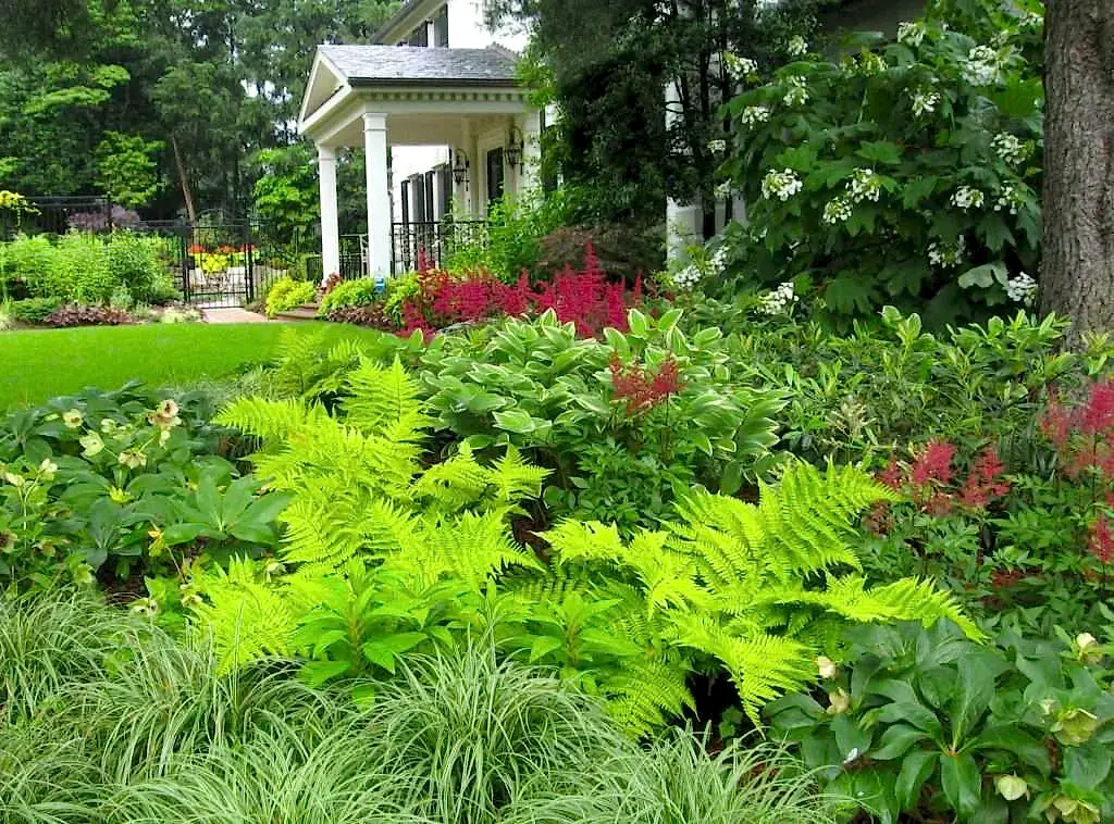 garden ferns
